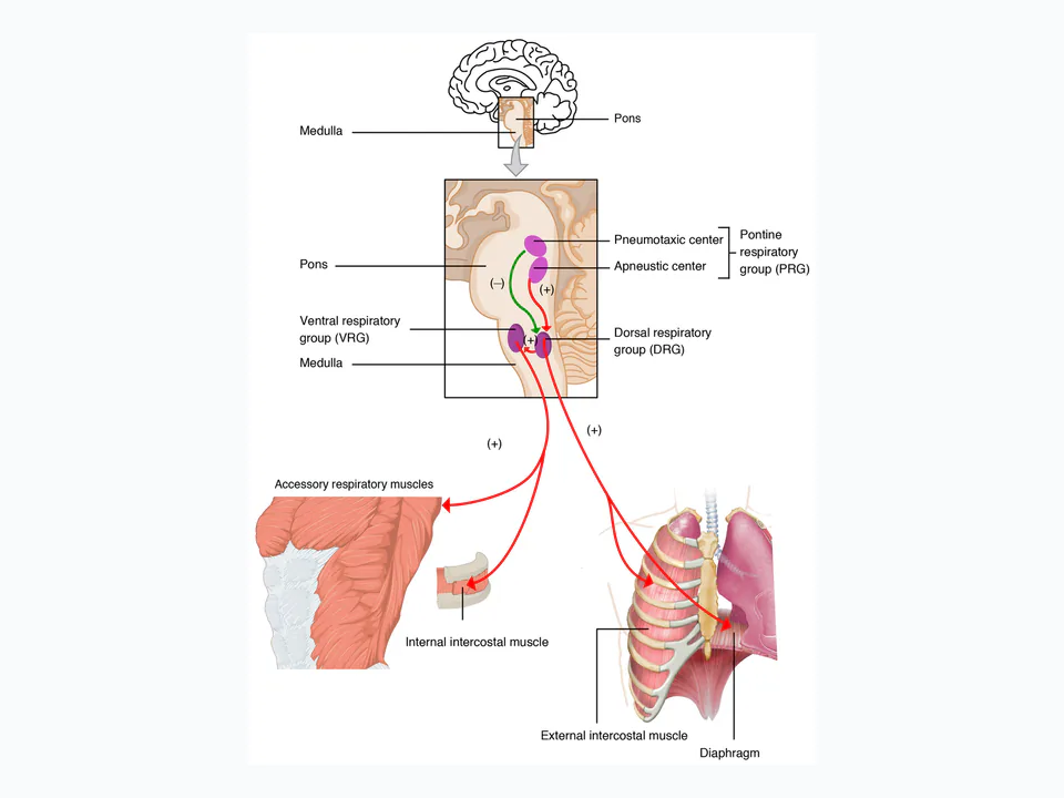 centrális kemoreceptor: Elhelyezi a medulláris és pontin légzőközpontokat, amelyek működését a nyúltvelő CO2/H+-érzékeny centrális kemoreceptorai módosítják; így jól érthetővé teszi a receptorok légzésszabályozási környezetét.