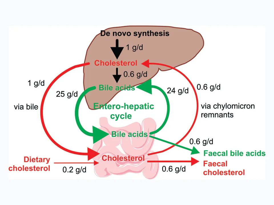 enterohepatikus körforgás: Az epesavak bélből történő visszavételét és májba jutó újrahasznosítását mutatja.