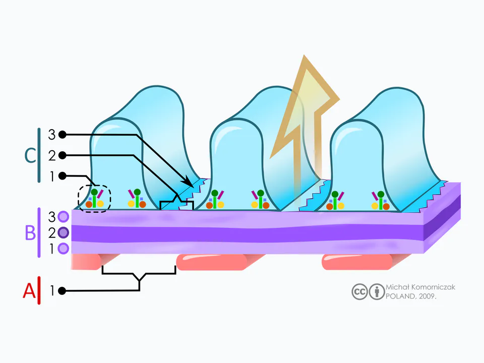 glomerulusfiltráció: Elkülöníti a fenesztrált endotélt, a glomeruláris bazálmembránt és a podocyta-résmembránt.