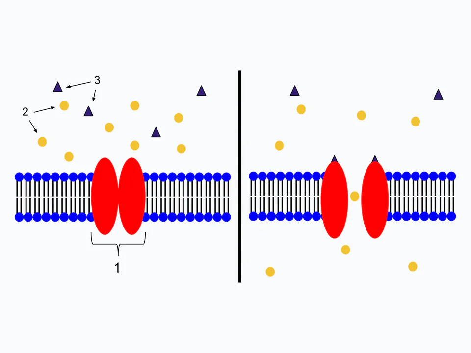 ionotróp receptor: A zárt és ligandkötés után megnyílt állapot mutatja, hogy a receptor egyben ioncsatorna.
