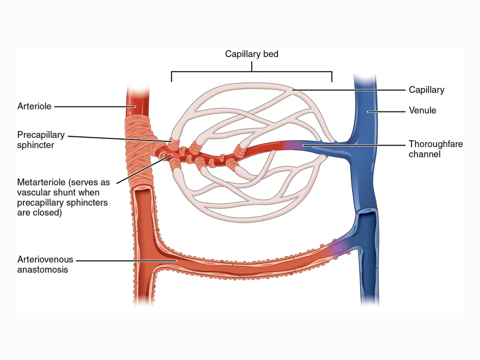 mikrocirkuláció: A címkézett kapilláriságyon követhető az arteriolás beáramlás, a valódi kapillárisok, a prekapilláris záróizmok, az arteriovenózus összeköttetés és a venulás elfolyás; ez a mikrocirkuláció szerveződését szemlélteti.