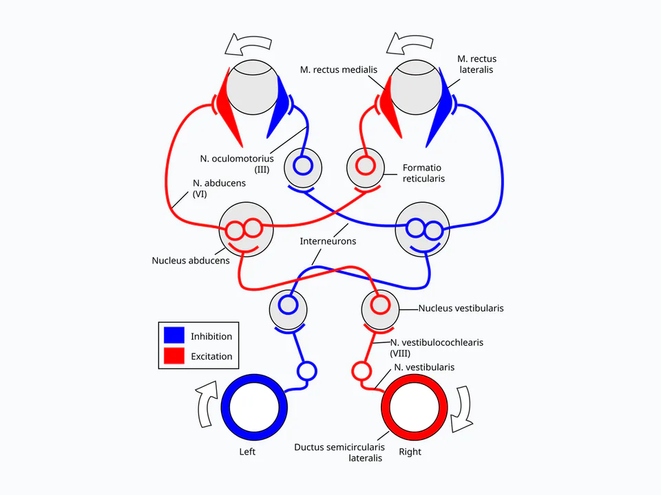 vesztibulo-okuláris reflex: A fej jobbra fordulását és az ellenkező irányú kompenzáló szemmozgást a félkörös ívjáratoktól a vesztibuláris magvakon át a szemmozgató izmokig követi.